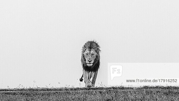 Ein männlicher Löwe  Panthera leo  geht durch kurzes Gras  direkter Blick  in schwarz-weiß