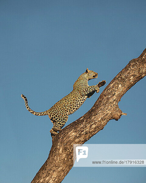 Ein Leopard  Panthera pardus  klettert auf einen Baum