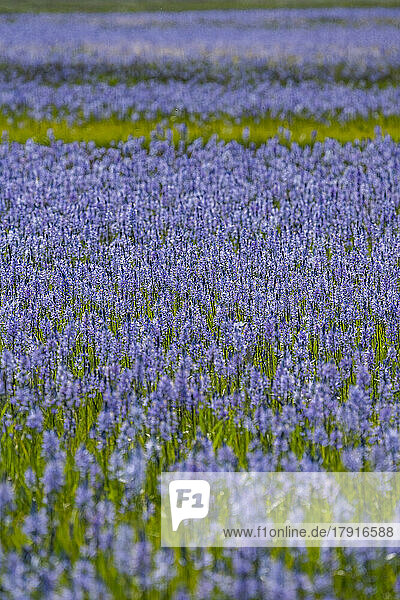 Close-up of Camas lilies bloom in spring
