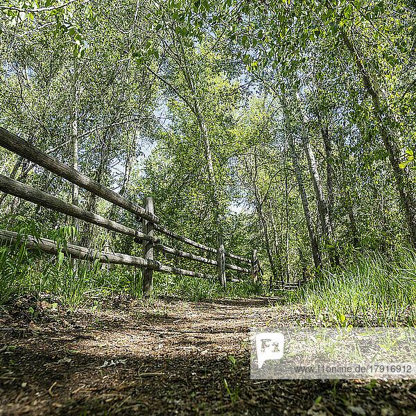 Footpath and fence in forest