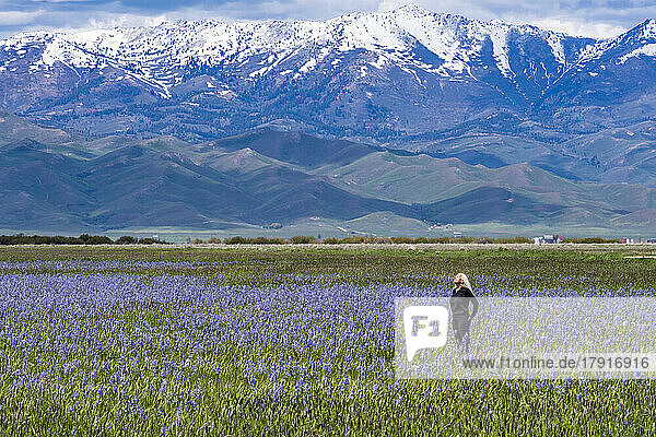 Usa  Idaho  Fairfield  Woman standing in field of blooming camas lilies with Soldier Mountain in background
