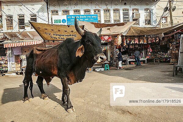 PUSHKAR  INDIEN  20. NOVEMBER 2012: Indische Büffelkuh auf der Straße in Indien. Die Kuh gilt in Indien als heiliges Tier und kann frei auf den Straßen herumlaufen