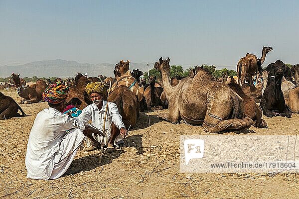 PUSHKAR  INDIEN  21. NOVEMBER 2012: Indische Männer und Kamele auf der Pushkar-Kamelmesse (Pushkar Mela)  einer jährlichen fünftägigen Kamel- und Viehmesse  einer der größten Kamelmessen und Touristenattraktion der Welt