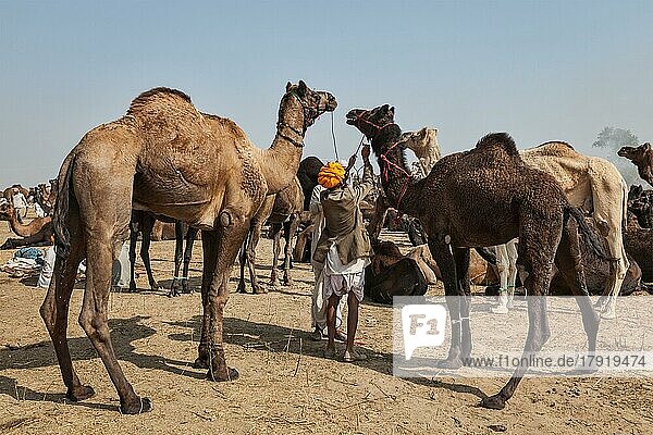 PUSHKAR  INDIA  NOVEMBER 20  2012: Indian men and camels at Pushkar camel fair (Pushkar Mela)  annual five-day camel and livestock fair  one of the world's largest camel fairs and tourist attraction