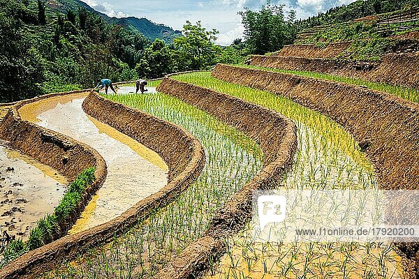 CAT CAT  VIETNAM  9. JUNI 2011: Vietnamesische Bauern bei der Arbeit im Reisfeld. Vietnam ist jetzt einer der weltweit führenden Exporteure von Reis