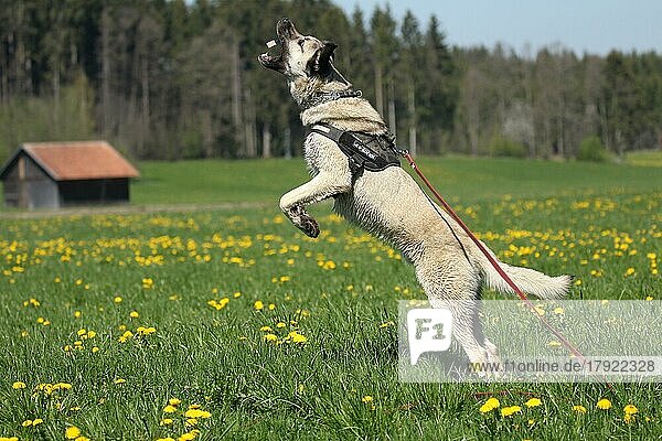 Kangal  anatolischer Herdenschutzhund in Löwenzahnwiese  springt nach geworfenem Wurststück  Allgäu  Bayern  Deutschland  Europa