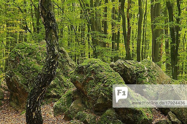 Wald und Felsen mit Moos  Birkenstamm  Frühling  Bremthal  Eppstein  Taunus  Hessen  Deutschland  Europa