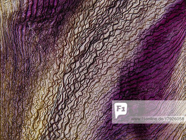 Vertrocknetes Blatt einer Tulpe (Tulipa)  Detail  Ausschnitt  Studioaufnahme  Makrofoto