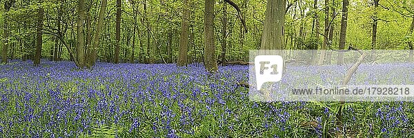 Panorama eines Bluebell Wood in England  frischer Laubwald im Frühling voller blauer Blüten (Hyacinthoides non-scripta) des Gewöhnlichen Hasenglöckchens  England