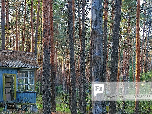 Bungalow im Wald  Kinderferienlager Isumrudnyi  Lost Place  Sperrzone Tschernobyl  Ukraine  Osteuropa  Europa