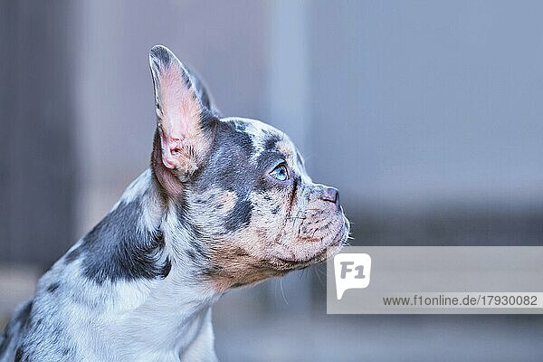 Seitenansicht einer jungen Blue Merle Tan Französischen Bulldogge mit langer gesunder Nase