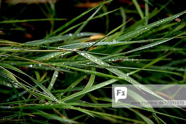 Frisches grünes Gras mit Tautropfen in Großaufnahme. Wassertropfen auf dem frischen Gras nach dem Regen. Leichter Morgentau auf dem grünen Gras