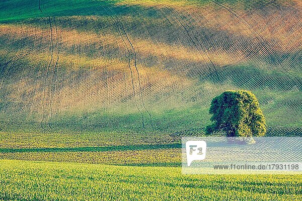 Vintage Retro-Effekt gefiltert Hipster-Stil Bild der einsamen Baum in hügeligen Feldern Landschaft von Mähren  Tschechische Republik  Europa