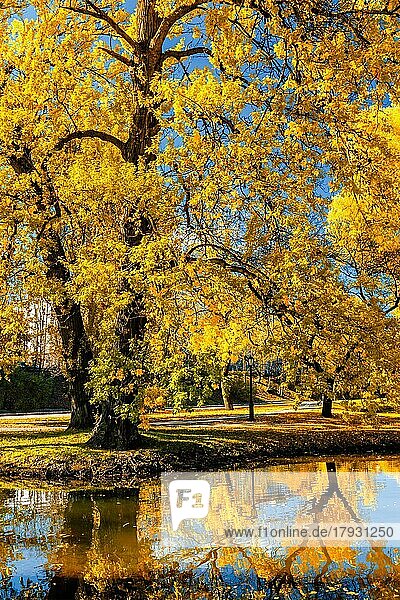 Herbstfarben  Herbst im Park mit gelben Blättern Laub Bäume spiegeln sich im Fluss Wasser
