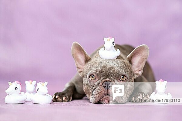 Französische Bulldogge Hund mit niedlichen Einhorn Gummiente Spielzeug auf dem Kopf vor lila Hintergrund