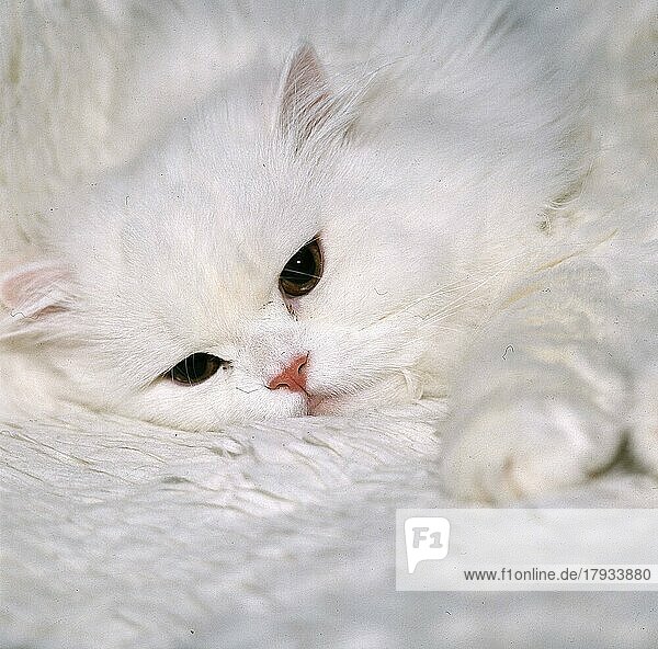 Weiße Katze auf weißer Decke