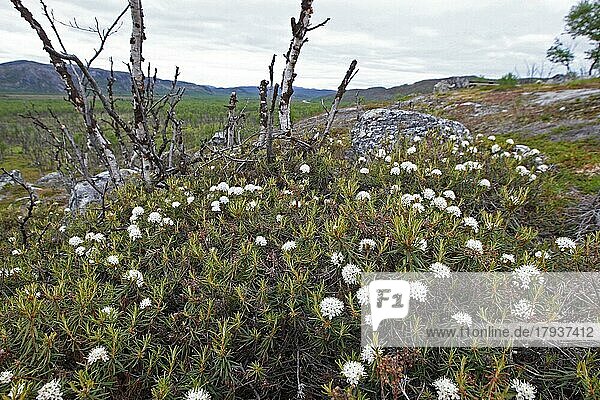 Weiße Fetthenne (Sedum album)  weißer Mauerpfeffer Blüten in der Tundra  Lappland  Nordnorwegen  Norwegen  Skandinavien  Europa