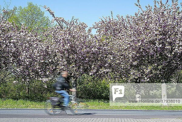 Radfahrer auf Straße  Japanische Zierkirschen  japanische Kirschblüten  Magdeburg  Sachsen-Anhalt  Deutschland  Europa