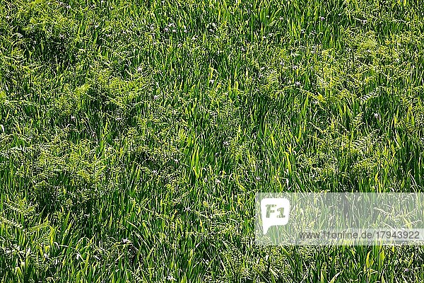 Hintergrund Textur des üppigen Grüns Gras im Feld Wiese