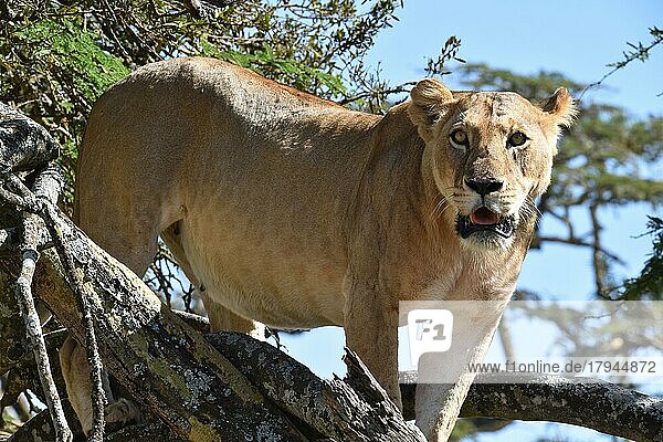 Löwin (Panthera leo) auf einem Baum in Afrika  Kenia  Afrika
