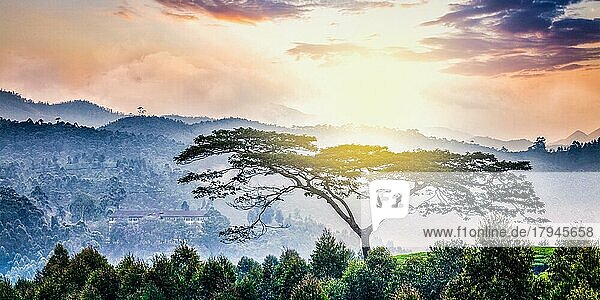 Panorama eines einsamen Baumes bei Sonnenaufgang in den Hügeln. Kerala  Indien  Asien