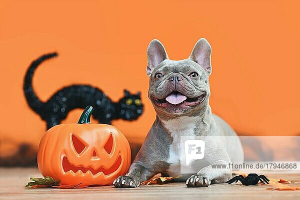Happy Halloween Französische Bulldogge Hund mit geschnitzten Kürbis  Herbstblätter und schwarze Katze in orange Hintergrund