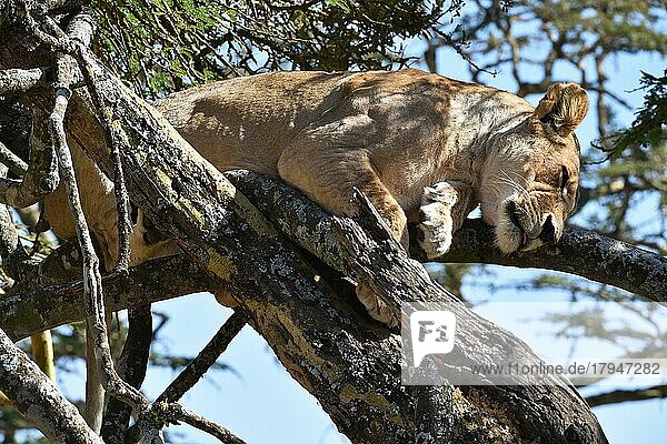 Löwin (Panthera leo) auf einem Baum in Afrika  Kenia  Afrika