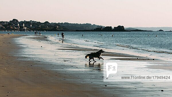 Hund am Strand von Port Blanc im Morgenlicht
