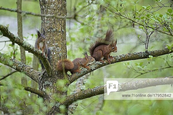 Europäisches Eichhörnchen (Sciurus vulgaris)  drei Tiere im Baum im Sommer