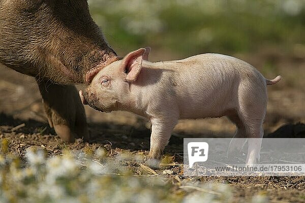 Schwein (Sus domesticus)  erwachsenes Tier  das ein kleines Ferkel auf einem landwirtschaftlichen Feld tröstet  Suffolk  England  Großbritannien  Europa