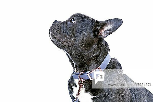 Seitenansicht der Französischen Bulldogge mit langer gesunder Nase und blauem Kunstlederkragen auf weißem Hintergrund