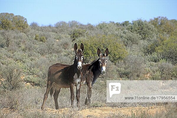 Hausesel  (Equus asinus asinus)  Equus africanus f. asinus  adult  zwei Esel  wachsam  Oudtshoorn  Westkap  Südafrika