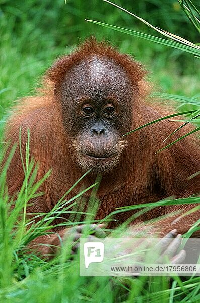 Junger Sumatra-Orang-Utan (Pongo pygmaeus abelii)