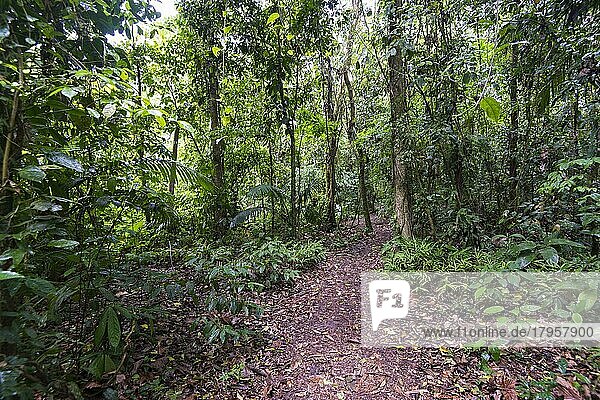 Trampelpfad  Wanderweg durch dichten Regenwald  Nationalpark Vulkan Arenal  Provinz Alajuela  Costa Rica  Mittelamerika