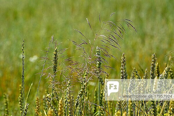 Gräser im Weizenfeld