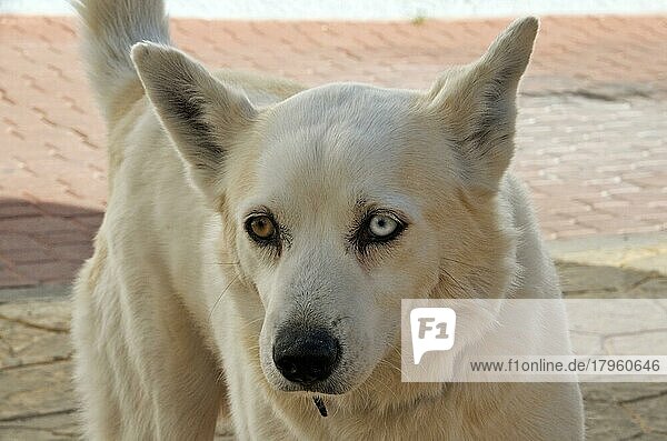 Weißer Mischlingshund mit zweifarbigen Augen  Mischlingsrüde mit einem braunen Auge und einem blauen Auge