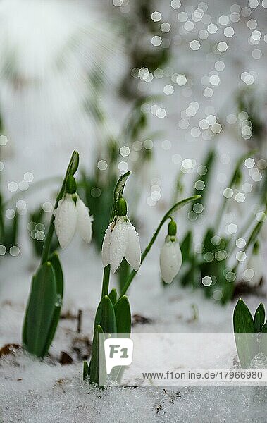 Weiß und Schneeglöckchen Blume  im Schnee  Vorfrühling  selektiver Fokus
