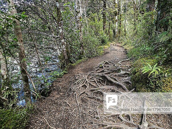Wurzeln am Wanderweg Taranaki Falls Track  Tongariro Nationalpark  Nordinsel  Neuseeland  Ozeanien