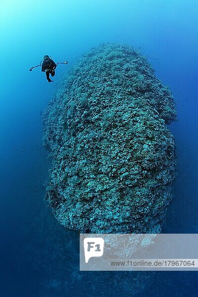 Taucher  Unterwasserfotograf  auf Tieftauchgang am Südplateau Elphinstone Riff. Rotes Meer  Ägypten  Afrika