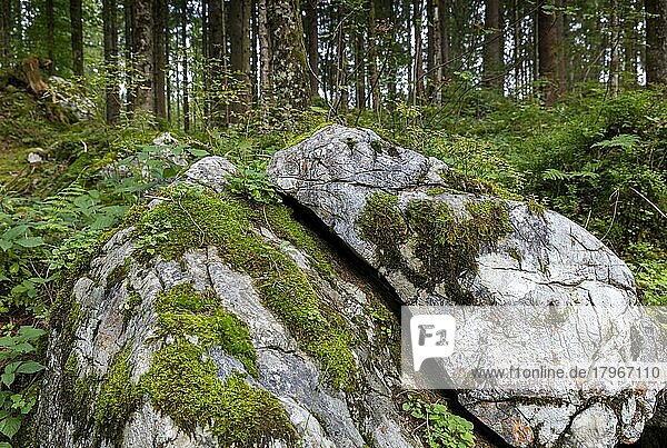 Felsbrocken im Wald am Hintersee  Ramsau bei Berchtesgaden  Bayern  Deutschland  Europa