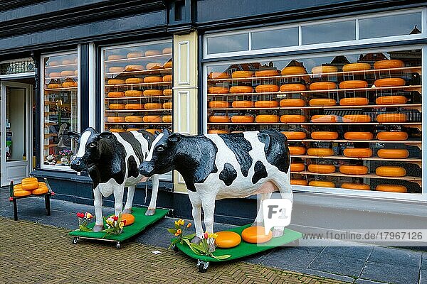 Cheese shop with heads of cheese in shop window and cow statues. Delft  Netherlands