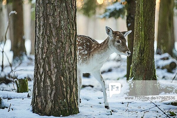 European fallow deer (dama dama) in a snowy forest  Bavarian Forest  Bavaria  Germany  Europe