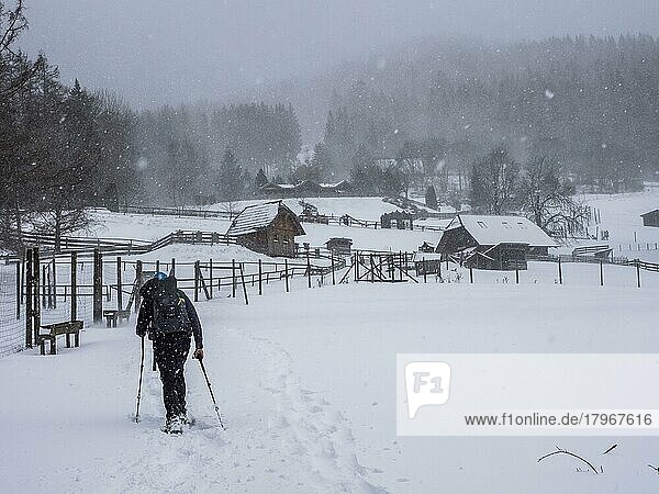 Schneeschuhwanderer bei Schneefall im Winter  Tierpark Der Wilde Berg  Mautern  Steiermark  Österreich  Europa