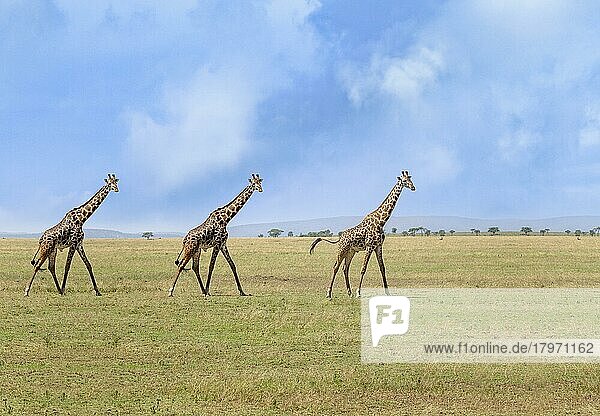 Drei Giraffen  die im Gras spazieren gehen  Porträt von drei Giraffen in ihrem Lebensraum  Kenia  Afrika