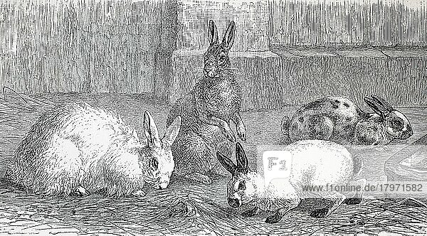 Angorakaninchen  Argente-Kaninchen  chinesisches Kaninchen und japanisches Kaninchen  Historisch  digital restaurierte Reproduktion einer Originalvorlage aus dem 19. Jahrhundert