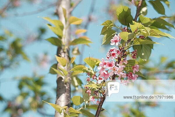 Kirschblüten im Frühling mit unscharfem Hintergrund