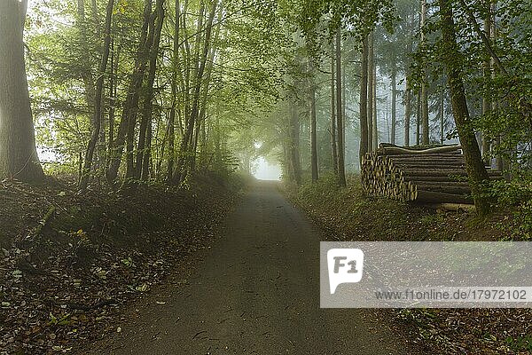 Waldweg mit Dunst am Morgen  Odenwald  Hessen  Deutschland  Europa