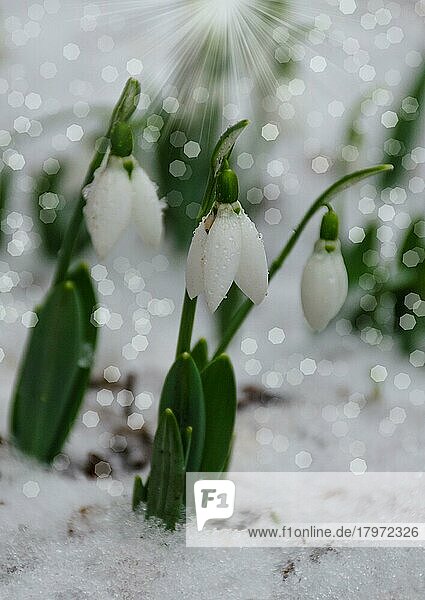 Weiße Schneeglöckchenblüte  im Schnee  Vorfrühling  selektiver Fokus