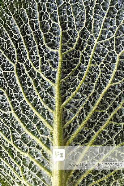 Blattstruktur eines Wirsings (Brassica oleracea var. sabauda)  Studioaufnahme  Bayern  Deutschland  Europa