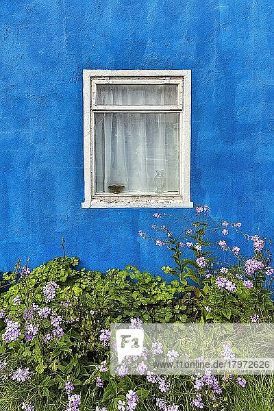 Weißes Fenster mit Gardine in einer blauen Wand  leerstehendes Haus  Außenaufnahme  rosa Sommerblumen im Vorgarten  Sauðárkrókur  Saudarkrokur  Skagafjörður  Nordwestisland  Island  Europa